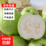 京喜加【送酸梅粉】福建白心芭乐 番石榴 可做拌水果 京东快递 4.5 带箱