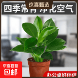 特价大叶金钻绿公主盆栽植物除甲醛绿植办公室四季常青室内摆放2 【1盆】金钻+基地原盆 含盆高度15-20厘米
