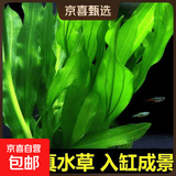 鱼缸懒人水草植物淡水有茎草缸造景水族箱中后景水族套餐包邮 大叶绿九冠2颗（送水草沉底杯）