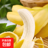 精选云南甜香蕉  青蕉发货 到货需催熟  甜香软糯 八朵 云南甜香蕉净重3斤（需催熟）