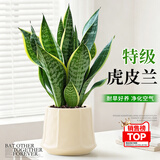 花行榜金边虎皮兰绿植办公室内绿植物四季常青好养耐旱新房净化源头直发