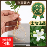 九里香盆栽茉莉花绿植室内驱蚊四季开花带花苞七里香水培盆景植物 【特价】高约16cm九里香苗6株 九里香