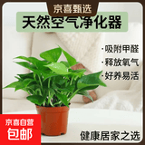 【绿萝盆栽】吸甲醛净化空气水培绿植物懒人花卉好养搬家礼物全 【1盆】绿萝+原盆原土 整体含盆高度20-25cm