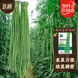 北蔬 豆角种子种苗特长豇豆长豆角蔬菜种籽 绿丰长豇豆种子50g约350粒