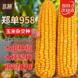 北蔬 玉米种子苗郑单958大棒抗旱倒苞米籽 郑单958种子3斤(500gx3包)