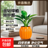 渠道专享大叶金钻绿公主盆栽绿植除甲醛四季常青室内客厅办公摆放 【1盆】金钻+橙南瓜吸水盆 含盆高度15-20厘米