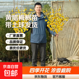 耐寒红梅花树苗地栽庭院浓香型四季花卉植物骨里红梅腊梅绿梅室外 黄腊梅树苗【带土球发货】 3公分粗1.4米高度【带分叉】