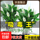 年宵花【热销款】白掌一帆风顺盆栽水培植物绿植过年装饰摆件年货 特级白掌带花+繁星自吸盆