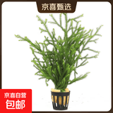 绿菊水草植物真草蜈蚣草绿植净化水质阴性增氧水草懒人鱼缸造景 麓角茸一杯