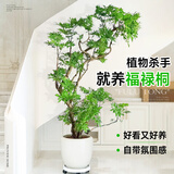 叹为观止大型植物发财树各种大颗盆栽开业乔迁客厅办公室内好养大型花卉 造型福禄桐1.4-1.6米【聚财花盆】 含盆