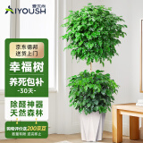 爱优尚幸福树盆栽客厅室内大型绿植办公室乔迁新家绿宝净化空气源头直发