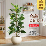 叹为观止大型植物发财树各种大颗盆栽开业乔迁客厅办公室内好养大型花卉 S级孟加拉榕1.3—1.6米【圆球盆】 含盆