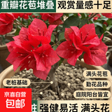 重瓣红三角梅盆栽带花三角梅苗勤花品种爬藤老桩室内花卉植物四季 中国红 3年苗【当年开花】不含盆