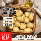 京喜加新鲜黄心土豆农家自种黄皮马铃薯黄心洋芋减脂早餐新鲜蔬菜 黄心土豆 8斤 带箱 50g起/单果