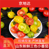京地达山东圣女果三色组合 净重4.5斤 单果8g+ 水果小番茄源头直发包邮