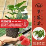 寿禾草莓苗带土发货大苗寿光大型苗场四季带盆栽好蔬菜苗批发种子秧苗 红颜草莓苗3盆+肥料