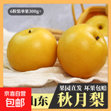 京喜加羊脂秋月梨冰糖蜜梨时令当季新鲜水果中翠梨-新11 带箱2斤（单果170g+）