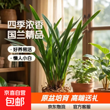 特级浓香型企黑兰花国兰客厅四季好养盆栽绿植物国花高端送礼物 高度40cm冠幅15cm特级精品兰花 5苗裸根发货