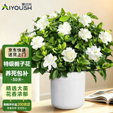 爱优尚栀子花盆栽室内浓香花卉绿植庭院四季开花鲜花源头直发