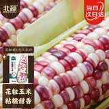 北蔬 玉米种子苗香甜糯自种苞米四季蔬菜种籽 彩甜糯6号玉米种子100g