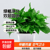 绿萝盆栽室内客厅绿植花卉 家用净化空气绿箩植物吸除甲醛吊兰 高26CM【云白吸水双层】4盆+5肥
