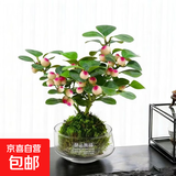 小盼菩提盆栽水培植物苔藓球办公室内带果花卉四季好养茶桌面绿植 小盼菩提（苔藓球） 拒绝焦虑盏（15个果子以上）