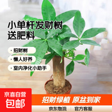 发财树盆栽大植物室内办公室桌面客厅小盆景招财树苗绿植花卉盆栽 小单杆发财树 3-5cm【原盆】 【送肥料】