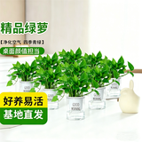 京云梦绿萝盆栽批发花卉装修吸除甲醛净化空气绿萝110十盆早安源头直发