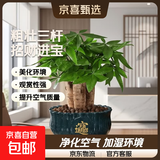【绿萝盆栽】吸甲醛净化空气水培绿植物懒人花卉好养搬家礼物全 【公司开业】5年粗壮三杆发财树+招财进宝蓝色陶瓷盆 整体含盆高度20-25cm