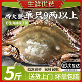新鲜梭子蟹鲜活冷冻超大螃蟹舟山海鲜水产野生梭子蟹满飞蟹白蟹黄 9两以上/只 【净重5斤 舟山直发】