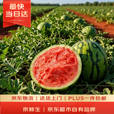 京鲜生 无籽麒麟西瓜 1粒装 净重5-7斤 生鲜水果