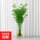 水培植物富贵竹天堂鸟白掌鸭脚木室内米竹子绿植花卉办公桌面好养 10颗米竹35-45cm+营养液【不含盆】 无规格
