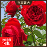 果汁阳台月季花苗四季开花卉盆栽绿植物室内花易活玫瑰带花苞庭院 红苹果【大花浓香，月月开分枝多】 【带花苞】【盆口径15cm】原盆冠25高35
