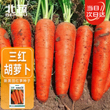 北蔬 胡萝卜种子苗三红七寸参春季蔬菜种籽 新黑田红笋胡萝卜种子10g