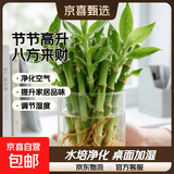迷你富贵竹龙竹观音竹节节高小号盆栽室内水养桌面办公室带根绿植 带根须【8棵】八方来财 招财竹【10-15公分】不含瓶