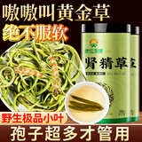 神农金康肾精草100g 嗷嗷叫黄金草 野生特级长白山肾精茶化石草东北男士茶