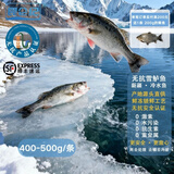 昆仑纪天山无抗雪鲈鱼淡水鲈鱼整条装新疆鱼新鲜冷冻冷水鱼顺丰冷冻发货 天山雪鲈鱼(400~500g/条)（已去鳞去内脏） 2条装