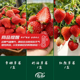 寿禾草莓苗带土发货大苗寿光大型苗场四季带盆栽好春夏季批发奶油秧苗 【组合3盆】章姬奶油红颜各1盆