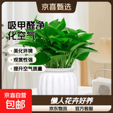 【绿萝盆栽】吸甲醛净化空气水培绿植物懒人花卉好养搬家礼物全 【热销5盆】绿萝+白色南瓜盆自吸水 整体含盆高度20-25cm