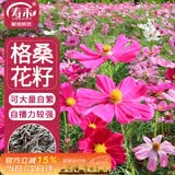 寿禾 格桑花种子种苗波斯菊花种籽 潍丰矮韵格桑花种子(矮秆型)1500粒