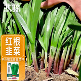 北蔬 紫根韭菜籽种子苗独根红宽叶蔬菜种籽 紫根韭菜种子10g约1800粒