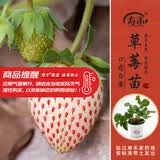 寿禾草莓苗带土发货大苗寿光大型苗场四季带盆栽好蔬菜苗批发种子秧苗 【口感更好】小白草莓苗 3盆+肥
