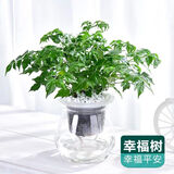 锦枫水培花卉盆栽 办公室水培绿植花卉盆栽玻璃花盆 幸福树 含盆栽好