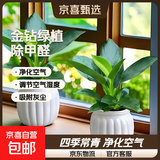 渠道专享大叶金钻绿公主盆栽绿植除甲醛四季常青室内客厅办公摆放 【拍一发二】金钻+白南瓜吸水盆 含盆高度15-20厘米