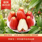 京鲜生 黑金刚莲雾 净重1斤装 5-8个 单果60g起 生鲜水果