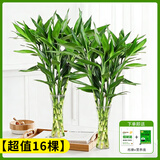 花翁富贵竹水培绿植招财转运室内客厅水养花卉盆栽植物文昌竹源头直发