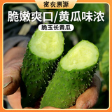 密农人家新鲜长黄瓜500g 绿黄瓜  黄瓜味浓带刺青瓜 生吃拌菜黄瓜蔬菜 脆玉长黄瓜500g