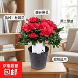 杜鹃花四季开花杜鹃盆栽杜鹃花苗阳台客厅带花苞懒人花卉 1盆【原土原盆】