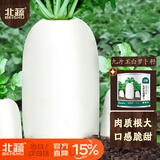 北蔬 萝卜种子苗特大型白萝卜春季蔬菜种籽 九斤王白萝卜种子80g桶装