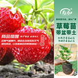 寿禾草莓苗带土发货大苗寿光大型苗场四季带盆栽好春夏季批发奶油秧苗 【组合3盆】2盆红颜+1盆章姬苗
